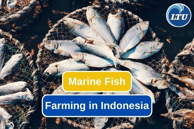 4 Marine Fish That Have Been Farmed In Indonesia 